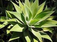/album/galeria-de-fotos-null/agave-attenuata-jpg/